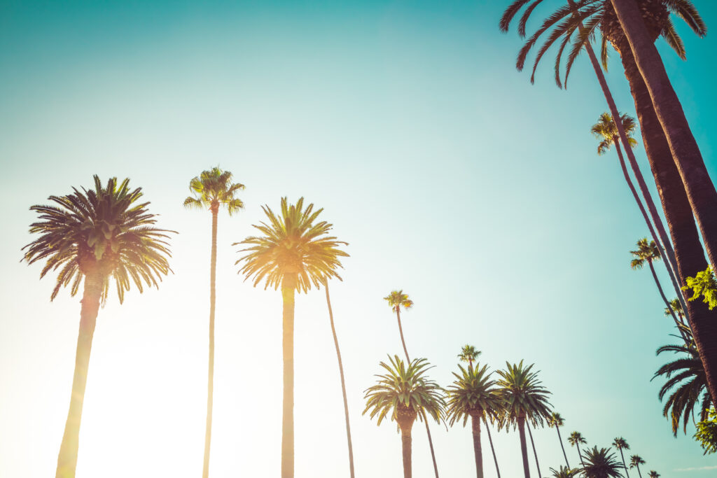 Palm Trees In Bel Air Los Angeles Luxury Real Estate Neighborhood.